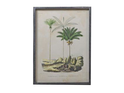Stylový obraz Palm Tree No2 56x41cm zasklené